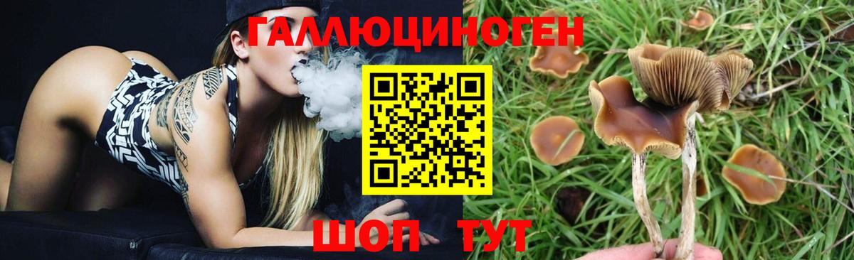 цена   Ессентуки  Галлюциногенные грибы GOLDEN TEACHER 